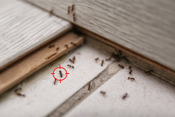 Best Termite Control Services  in Highlands, CA