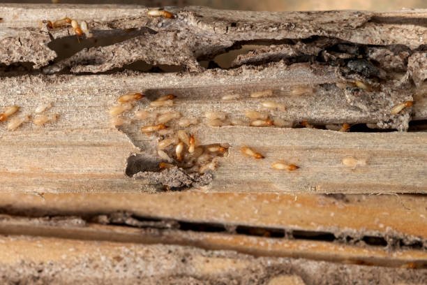 Best Best Pest Control Near Me  in Highlands, CA